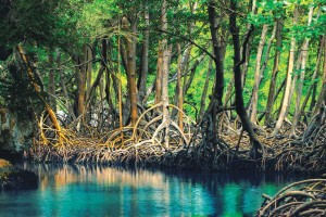 Dominican_republic_Los_Haitises_mangroves