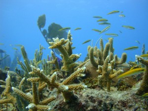 Foto suministrada por la FEPC.JPG2
