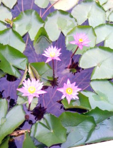 Flor-de-loto