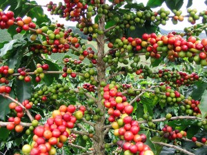 cafe en planta