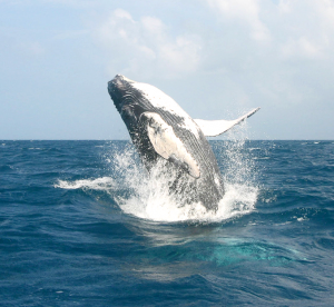 ballena1