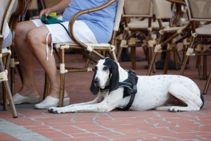 dog-friendly-restaurants-other-eateries-in-around-london-51bba493e4a3a