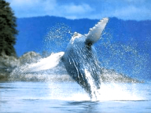 ballena2