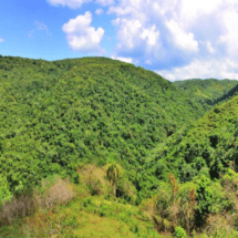 A celebrar con júbilo y compromiso el Día Mundial del Medio Ambiente