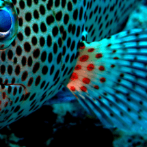 Expondrán fotografías del fondo marino de Sosúa