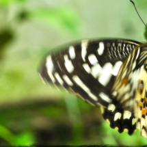 El Mariposario del Jardín Botánico Nacional de Santo Domingo