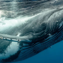 El impresionante santuario de las ballenas jorobadas en la península de Samaná
