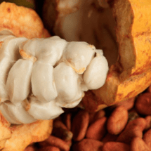 Turismo Gastronómico