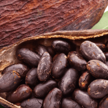 EL SENDER0 DEL CACAO Un turismo interesado en la huella del chocolate