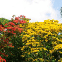 Ya Santiago tiene lo que no tenia…Jardin Botanico y Centro de Convenciones y de Cultura