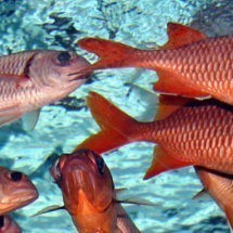 Pesca y Velerismo