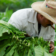 La Aurora Factory Tour Cigar World, Cigar Institute y Cigar Shop: la empresa tabaquera más antigua de República Dominicana