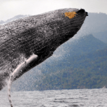 Arranca el 15 de enero temporada observación ballenas Jorobadas