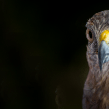 Avi-Turismo: Oferta Complementaria Para El Turismo Actual