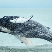 UN MARAVILLOSO VIAJE RECREATIVO IR A VISITAR LAS BALLENAS EN SU SANTUARIO DE SEMANA