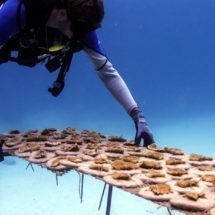 Fundación Grupo Puntacana seleccionada por Asociación de Laboratorios Marinos del Caribe como sede de Reunión Científica