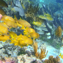 DESENTRERRANDO TESOROS SUBMARINOS EN LA ROMANA, REPÚBLICA DOMINICANA