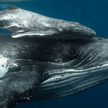 The Humpback whales have arrived!