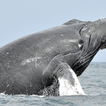 De nuevo en su Santuario tenemos la importante visita de las Ballenas Jorobadas
