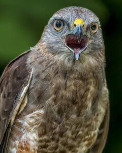 Foto por Juan Sangiovanni