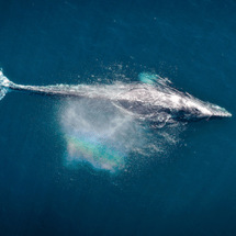 DE NUEVO EN SU SANTUARIO TENEMOS LA IMPORTANTE VISITA DE LAS BALLENAS JOROBADAS