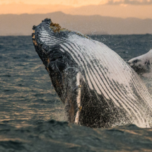 De nuevo en su Santuario tenemos la importante visita de las ballenas jorobadas