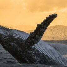 Una vez más, las ballenas jorobadas regresan a su santuario