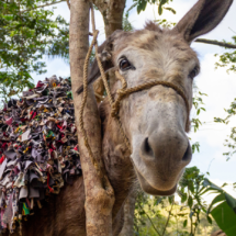 Jarabacoa, “La Ciudad de la Eterna Primavera”.