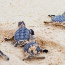 La Fundación Eco-Bahia de Grupo Piñero hace posible el nacimiento de más de 191,500 crías de tortugas marinas