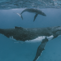Una vez más, las ballenas jorobadas regresaron a su santuario