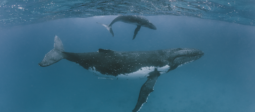 Una vez más, las ballenas jorobadas regresaron a su santuario