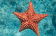 10 curiosidades de Punta Cana-Bávaro que quizás no conocías