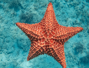 10 curiosidades de Punta Cana-Bávaro que quizás no conocías