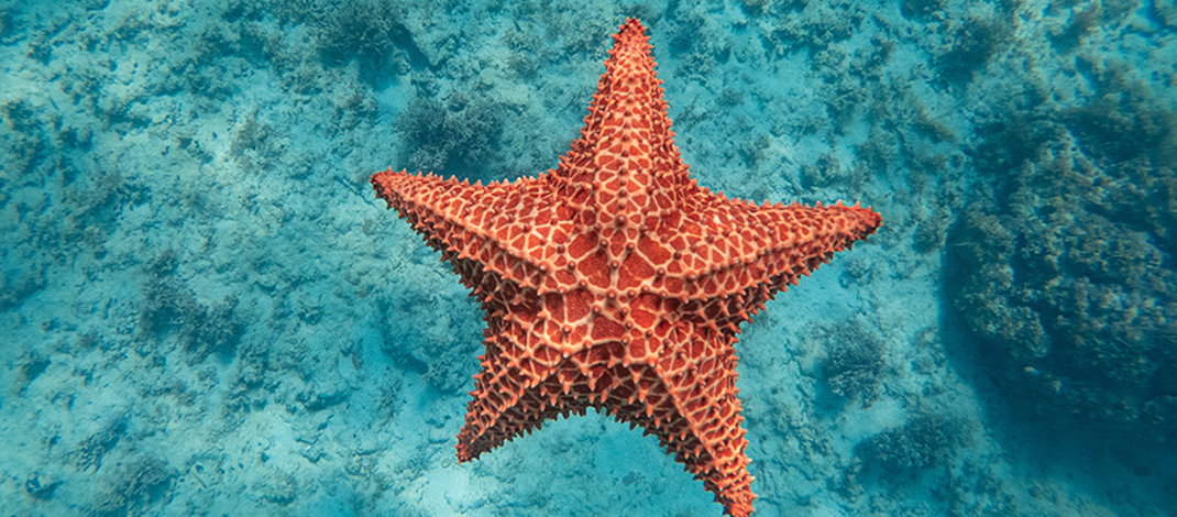 10 curiosidades de Punta Cana-Bávaro que quizás no conocías